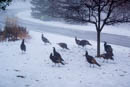 Wild turkeys are frequent visitors in the front garden.