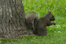 A dark squirrel. We've seen red ones, too!